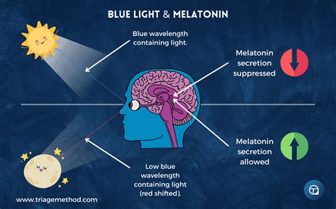 blue light melatonin study
