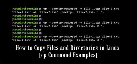 cp command terminal